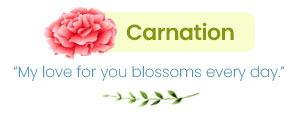 Carnation