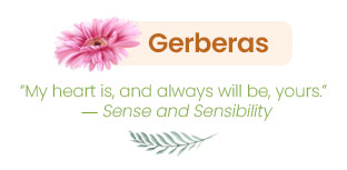 Gerberas