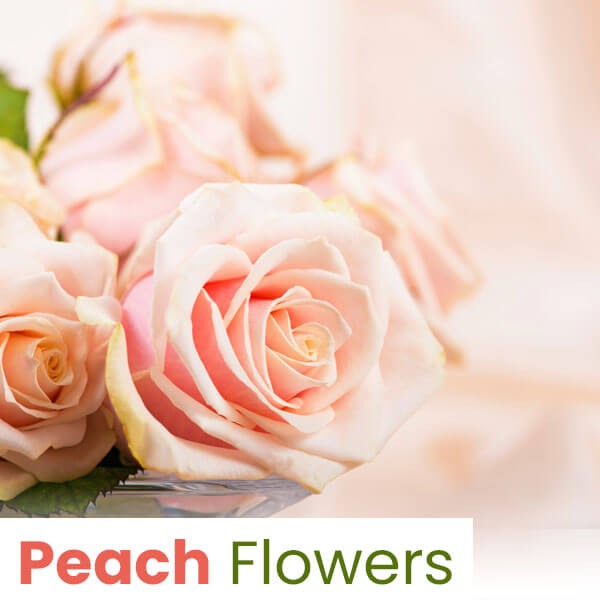 Peach Flowers