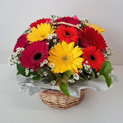 Assorted Gerbera Basket – Midnight Delivery