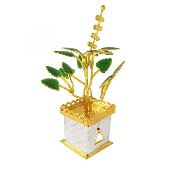Golden Tulsi Silver Plant