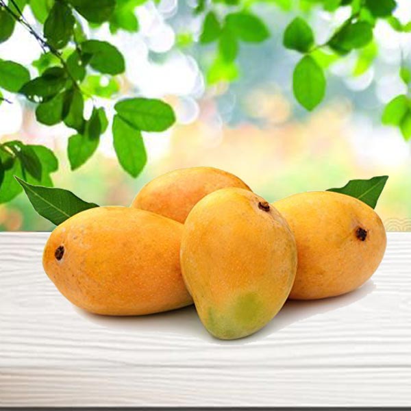 Premium Ratnagiri Mangoes