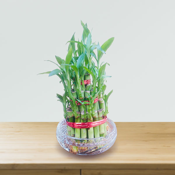 Three Layered Good Luck Bamboo Plant