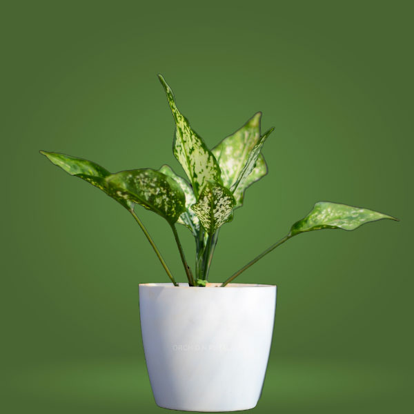 Aglaonema Costatum Plant