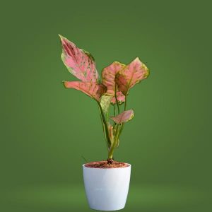 Aglaonema Plant Pink