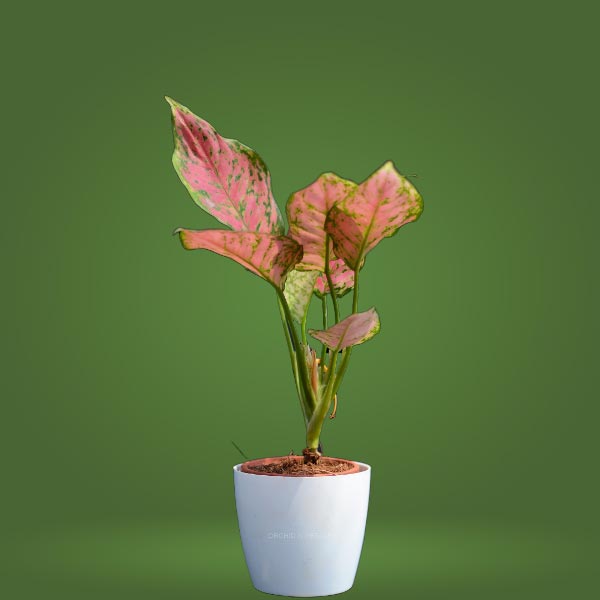 Aglaonema Plant (Pink)