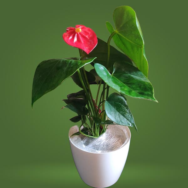 Anthurium Plant Red