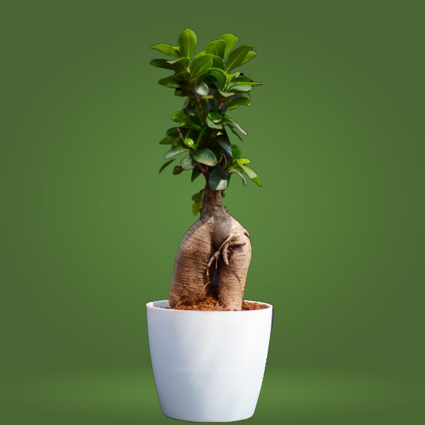 Ficus Bonsai Plant