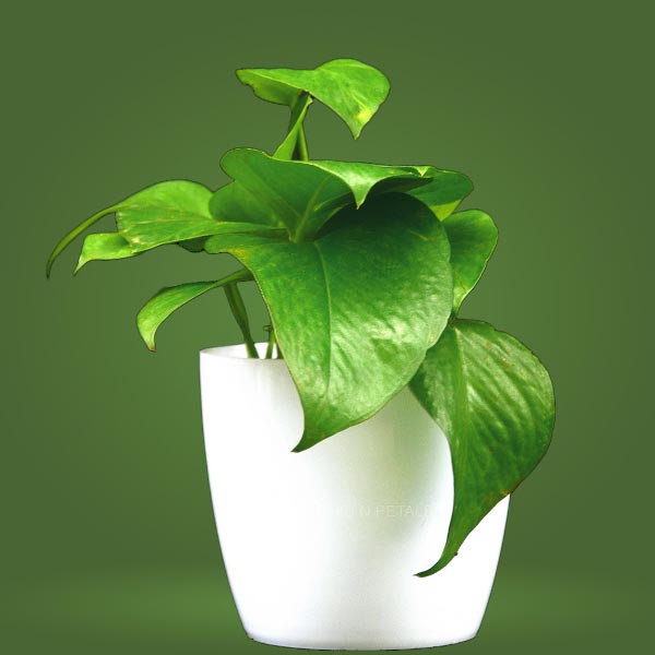 Green Money Plant