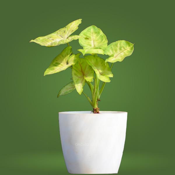 Green Syngonium Plant