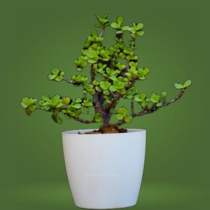 Jade Plant