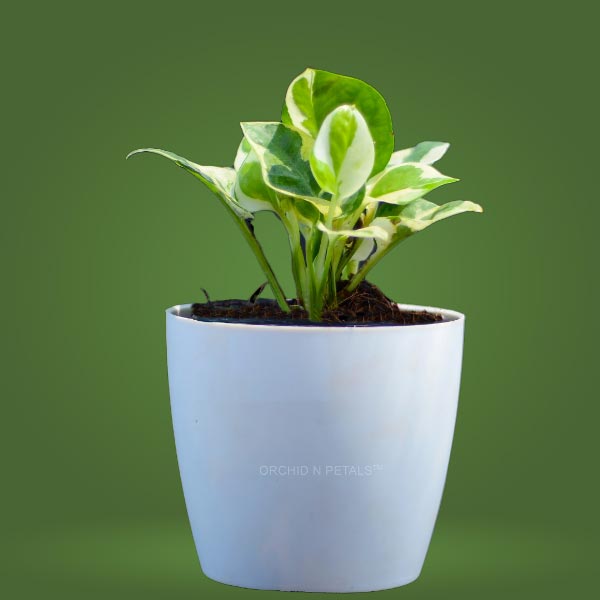 Marble Money Plant NJoy