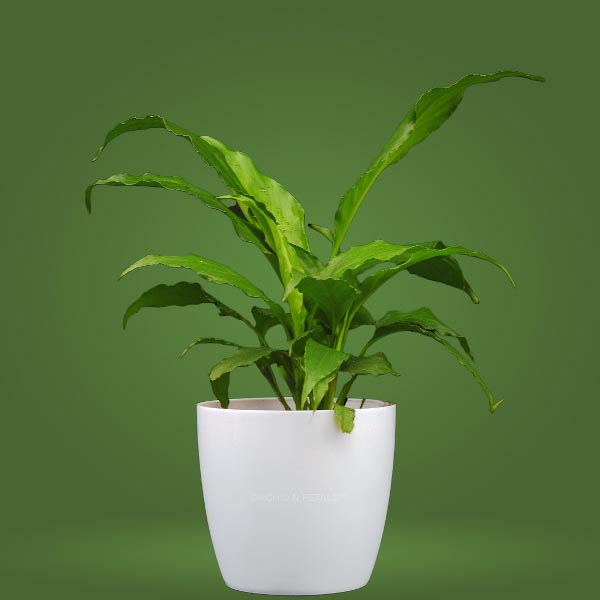 Peace Lily Plant