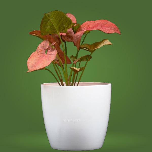 Pink Syngonium Plant