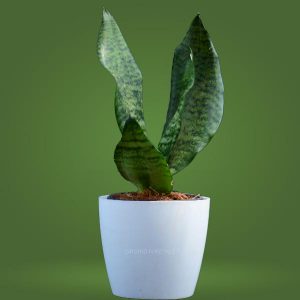 Snake Plant Green