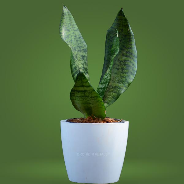 Snake Plant Green