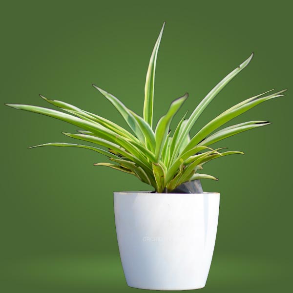 Spider Plant