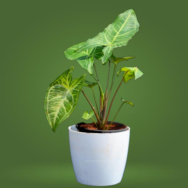 Syngonium Pixie Plant