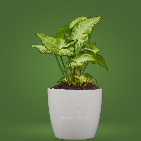 Syngonium Plant (White Butterfly)