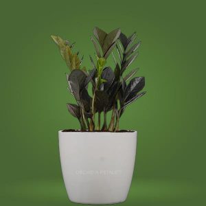 Zamioculcas Zamiifolia ZZ Plant Black