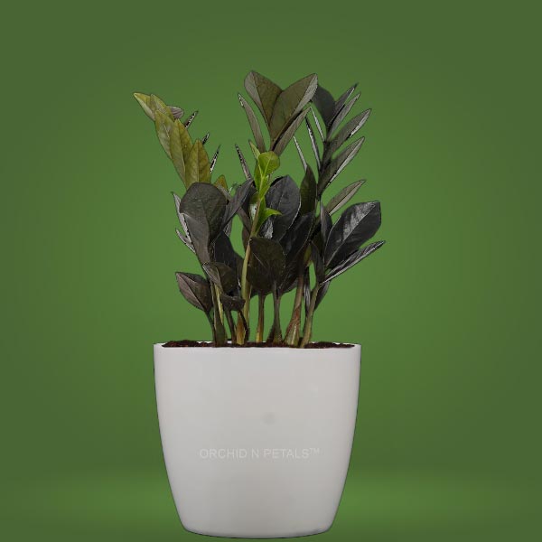 Zamioculcas Zamiifolia ZZ Plant (Black)