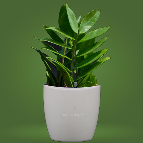 Zamioculcas Zamiifolia ZZ Plant (Green)